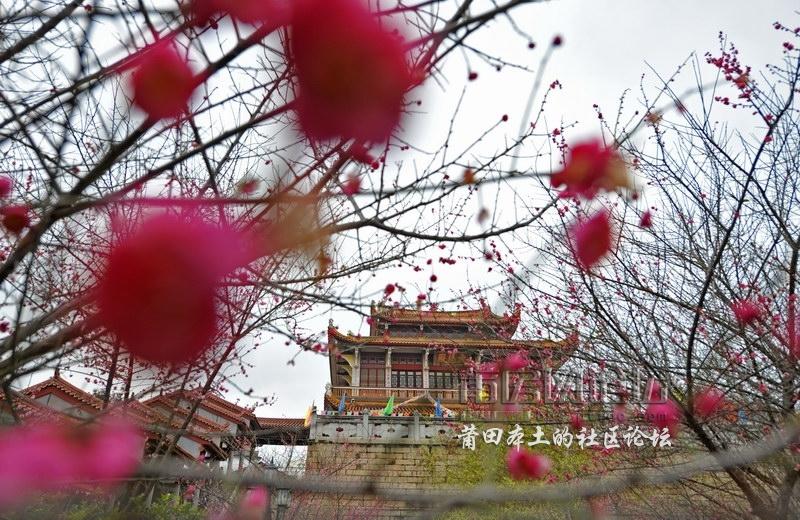 梅林佛国—梅峰寺梅花开了