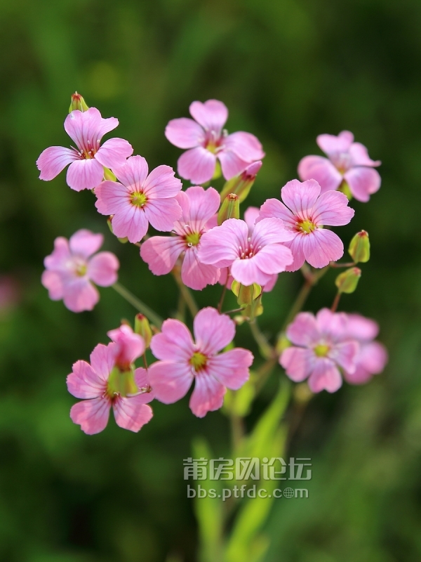 满天星花海里的俏美人儿