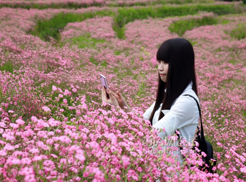 满天星花海里的俏美人儿