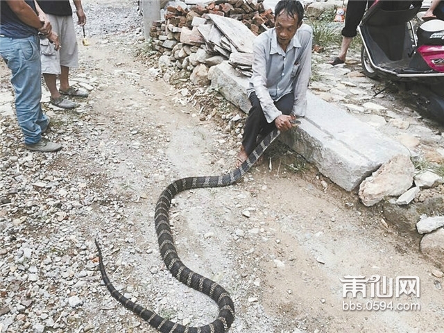 3米长的眼睛王蛇跑进家里估计会吓死