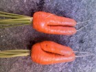 发现俩可爱造型的萝卜