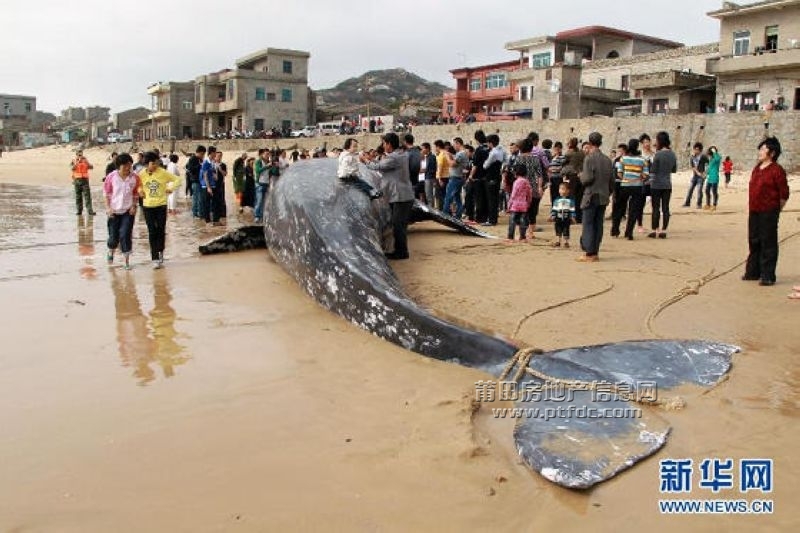 11月6日，当地群众驻足围观死亡灰鲸.jpg