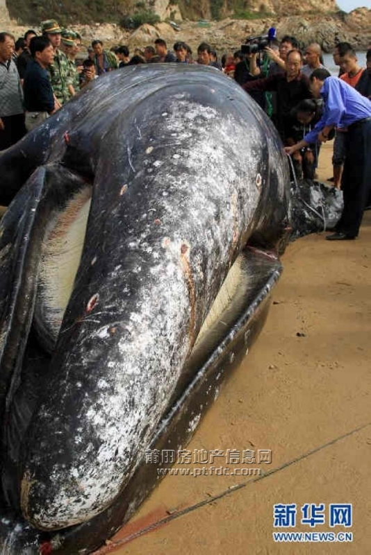 福建平潭渔业部门工作人员在白青乡海滩测量死亡灰鲸.jpg