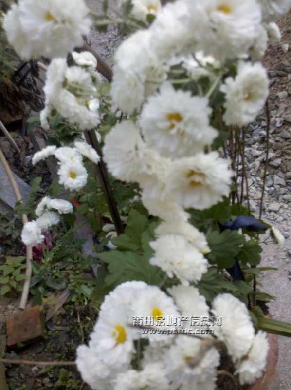 2011-11-29 07.37.20.jpg