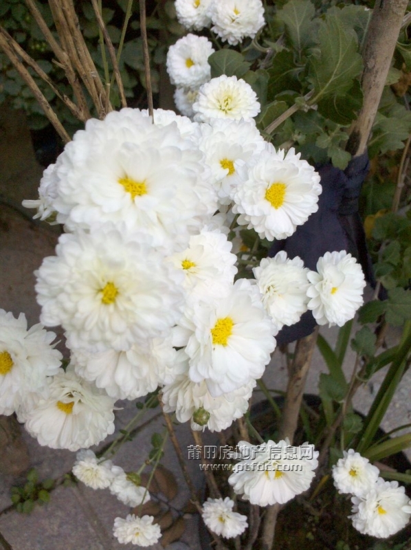 2011-11-29 07.37.27.jpg