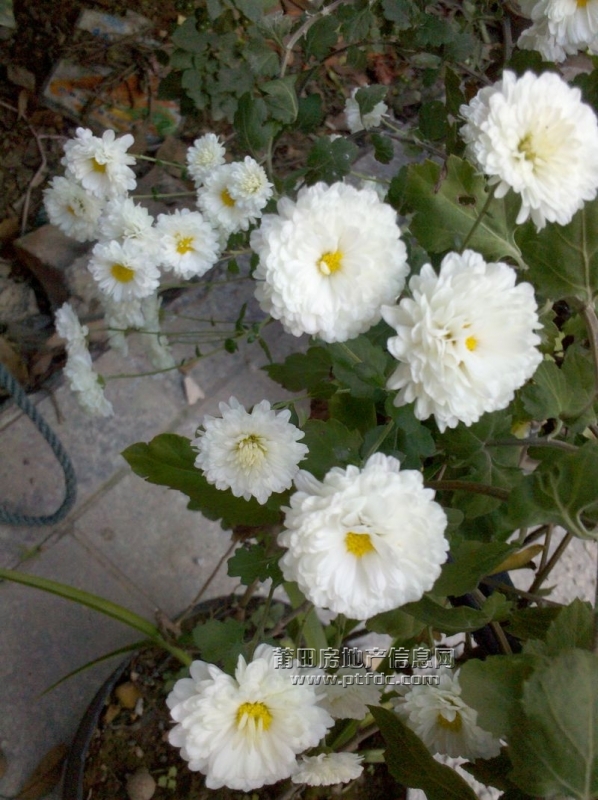2011-11-29 07.37.32.jpg
