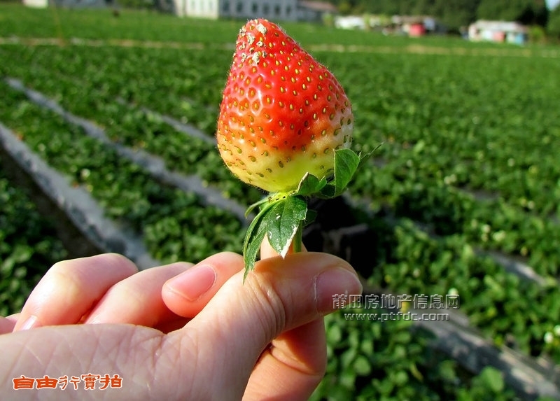 20111225七步草莓秀 (0).jpg