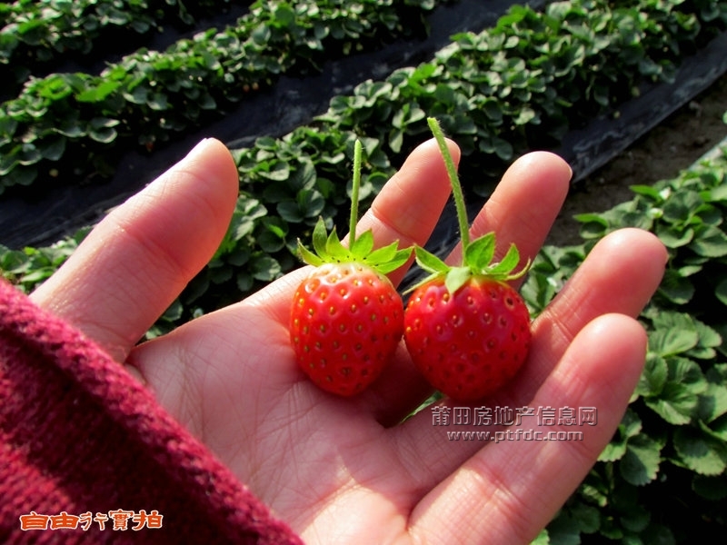 20111225七步草莓秀 (4).jpg