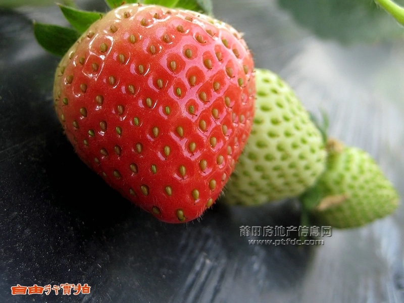 20111225七步草莓秀 (6).jpg