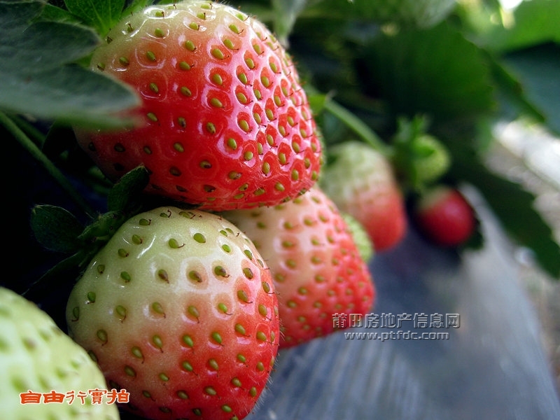 20111225七步草莓秀 (10).jpg