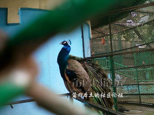 莆田凤凰山公园动物园图片
