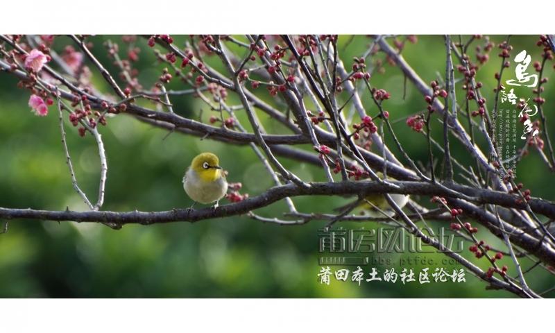 鸟语花香-1-07.jpg