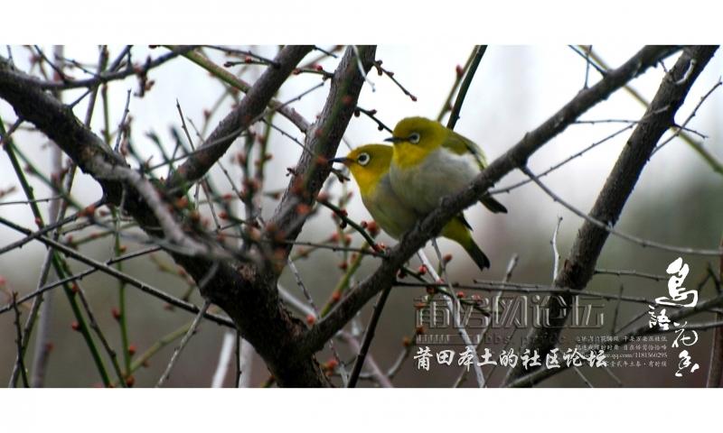 鸟语花香-1-11.jpg