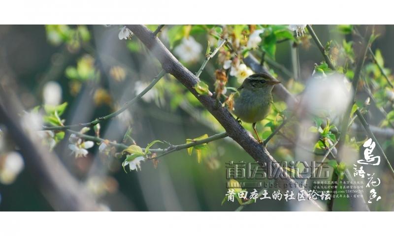 鸟语花香-1-34.jpg
