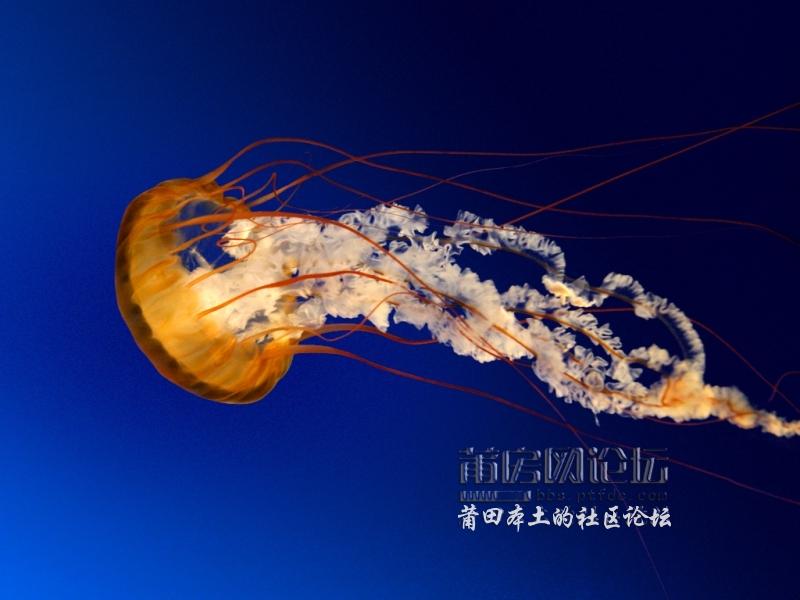 Jellyfish.jpg