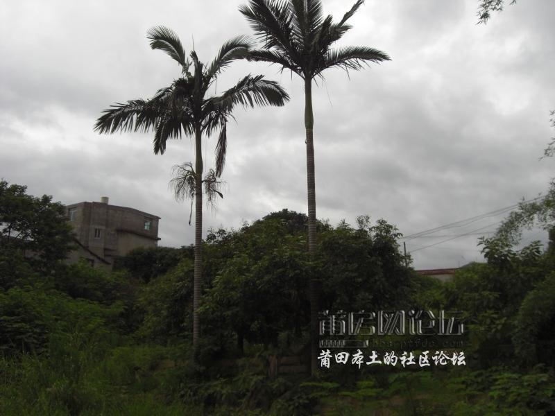 CIMG4055.JPG