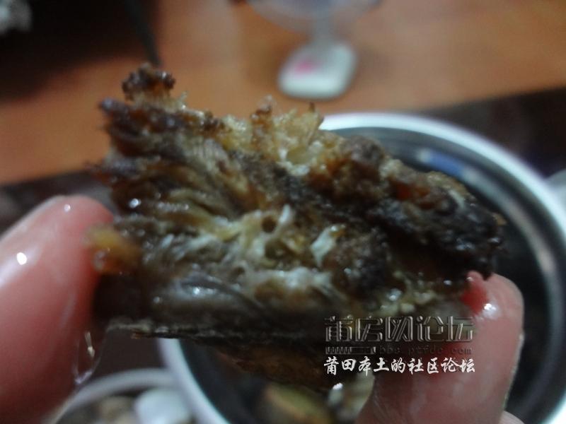 DSC00520.jpg