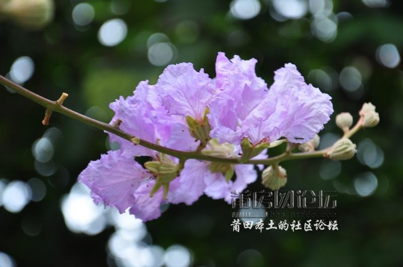 nEO_IMG_DSC_0309.jpg