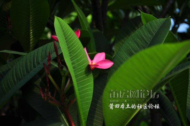 nEO_IMG_DSC_0202.jpg