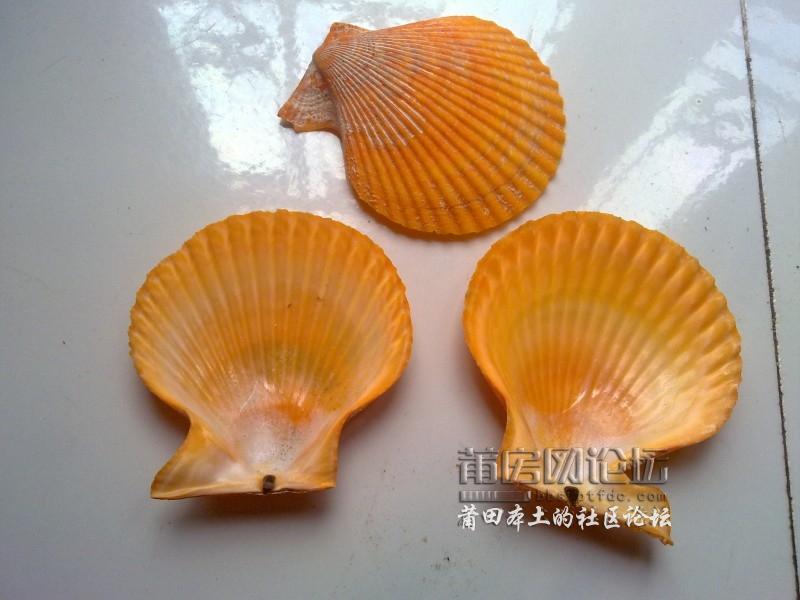 贝壳fd是什么(贝壳ca是什么缩写)