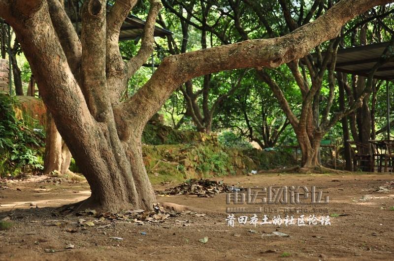 莆房网网友大蜚山赏枫叶 (33).jpg