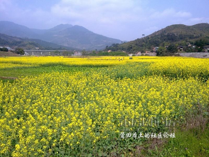 玩乐户外福建莆田最美油菜花海涵江区白沙镇坪盘村莆田一日游攻略