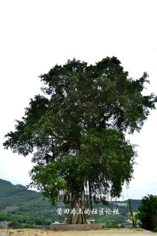 psb (27).jpg