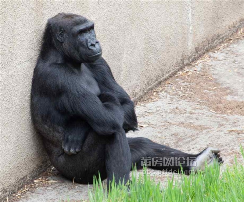 gorilla-sitting.jpg