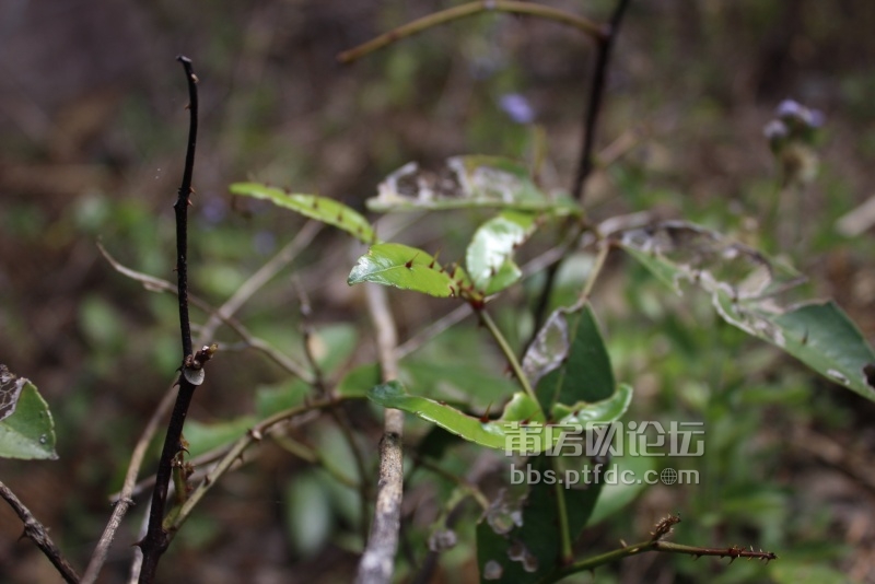 叫两面积针的植物，原来我们两面针牙膏是这个做的。