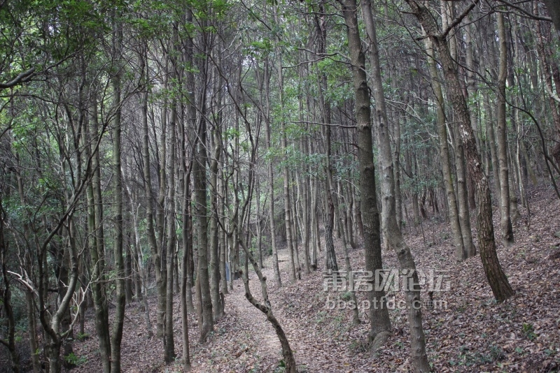 郑樵纪念堂后山的风光，在这树林里因路迹不太明显，身在里面有点“LOST“感觉