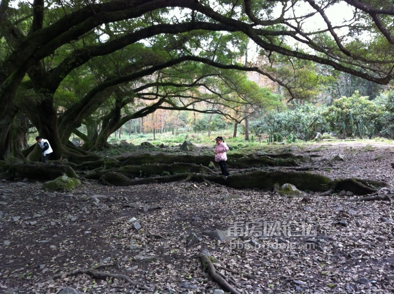 一进榕枫公园,就被千年古榕群给吸引住,跟枝错盘交接,粗壮的树,好几个人才能圈住