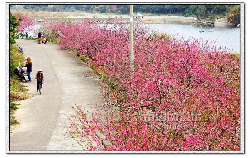  桃花源里拍桃花