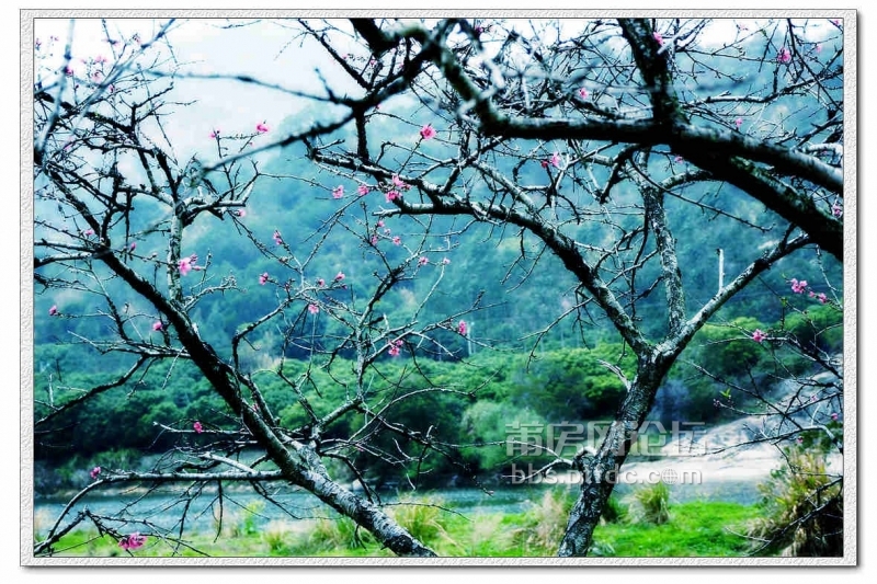  桃花源里拍桃花