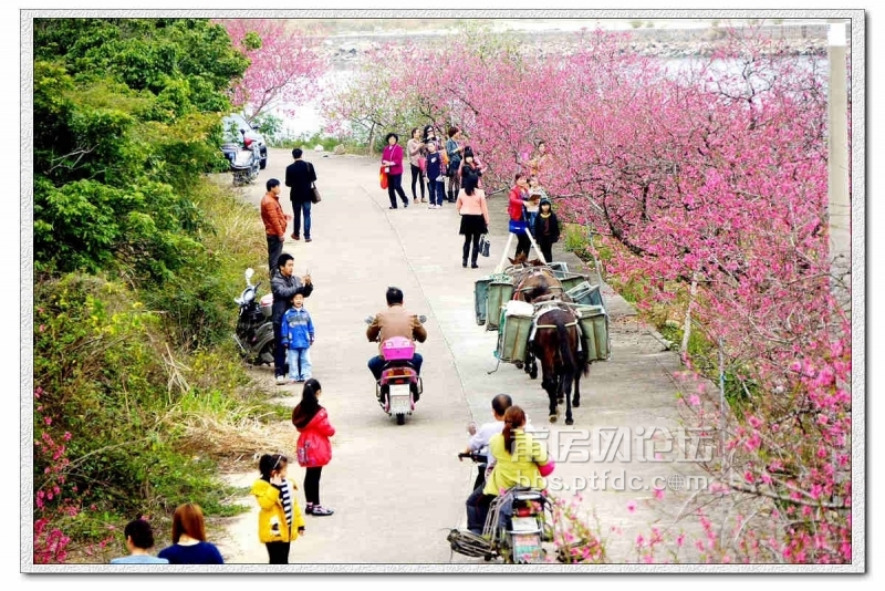  桃花源里拍桃花