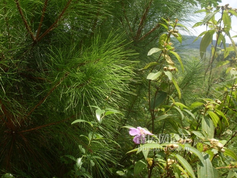 SDC14152.JPG