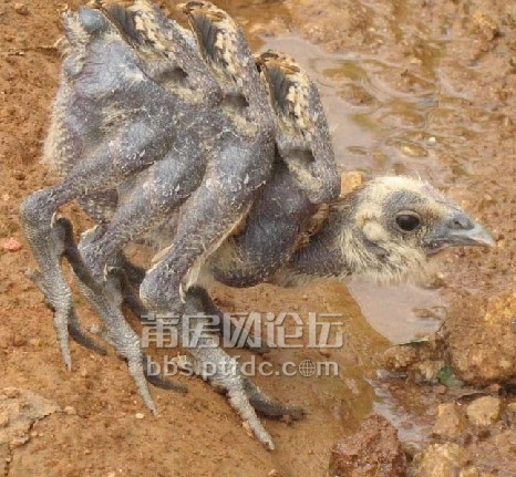 是不是这只鸡啊