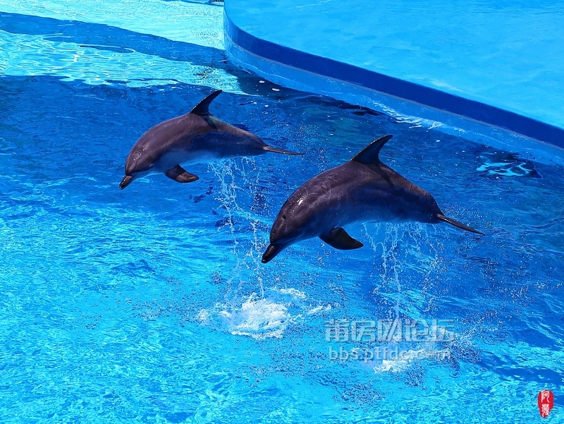 【沃拍一夏】香港海洋公園探尋海洋動物世界奧秘