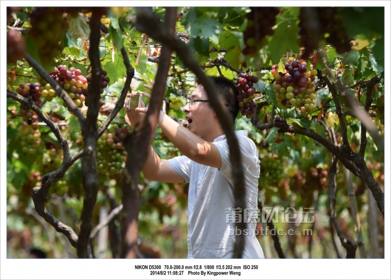 2014-08-02 20-52-23_0020江口顶坡村摘葡萄_调整大小.jpg