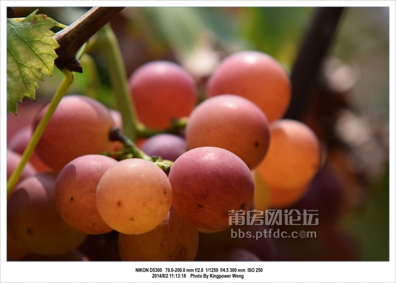 2014-08-02 20-52-28_0029江口顶坡村摘葡萄_调整大小.jpg