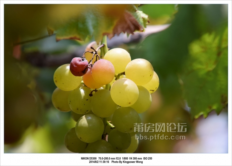 2014-08-02 20-52-48_0060江口顶坡村摘葡萄_调整大小.jpg