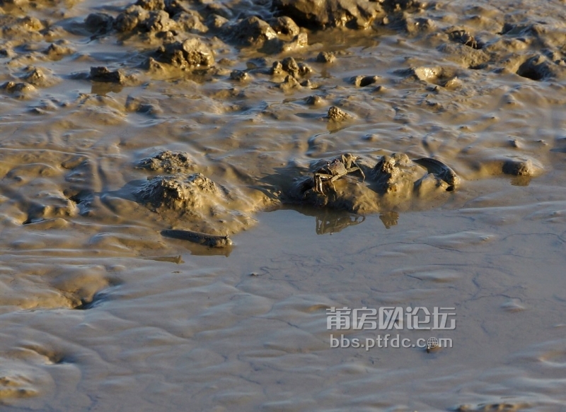 DSC02463 (1100x801).jpg