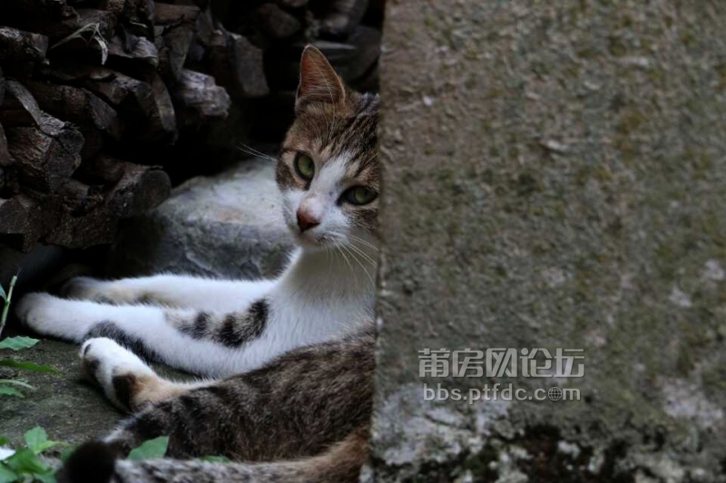 外婆养的猫最多有十几二十几，生猫仔了村里人不要，外婆像孩子对待他们，不舍得丢就越来越多了。外婆吃什么 ...