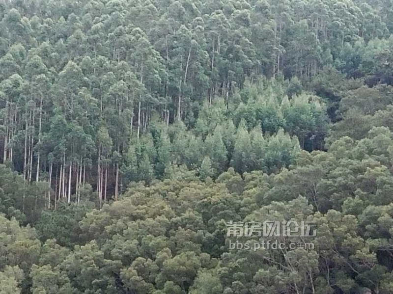 青山绿树