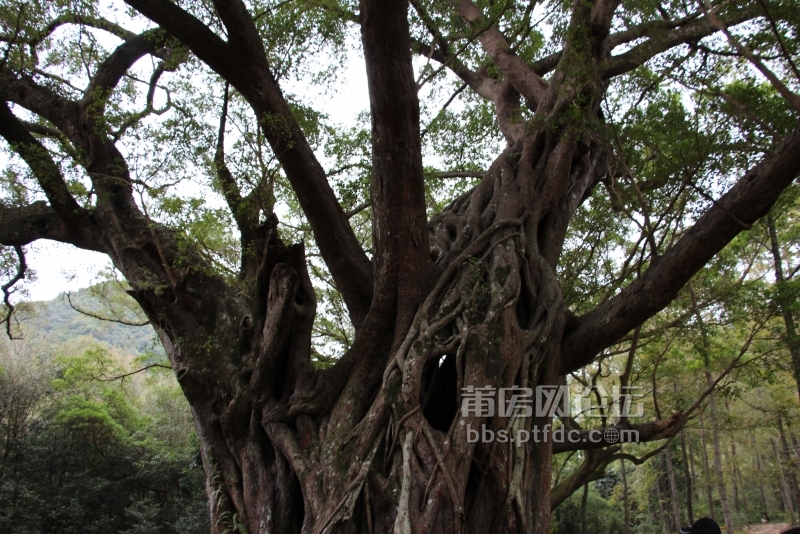 又有较大的数洞里能藏进