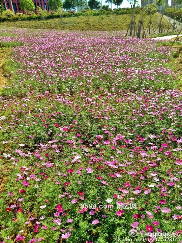 格桑花 (8).jpg