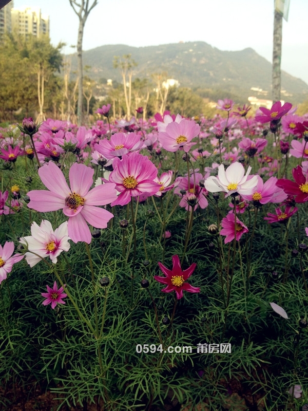 格桑花开