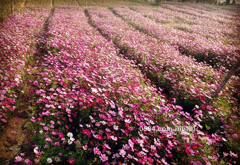 格桑花开