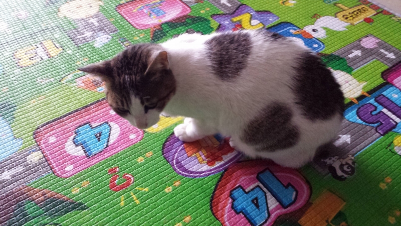家猫