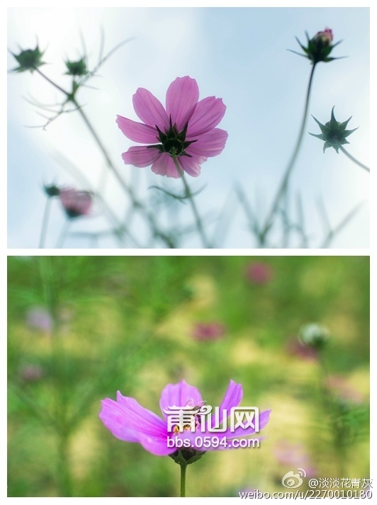 格桑花 (8).jpg