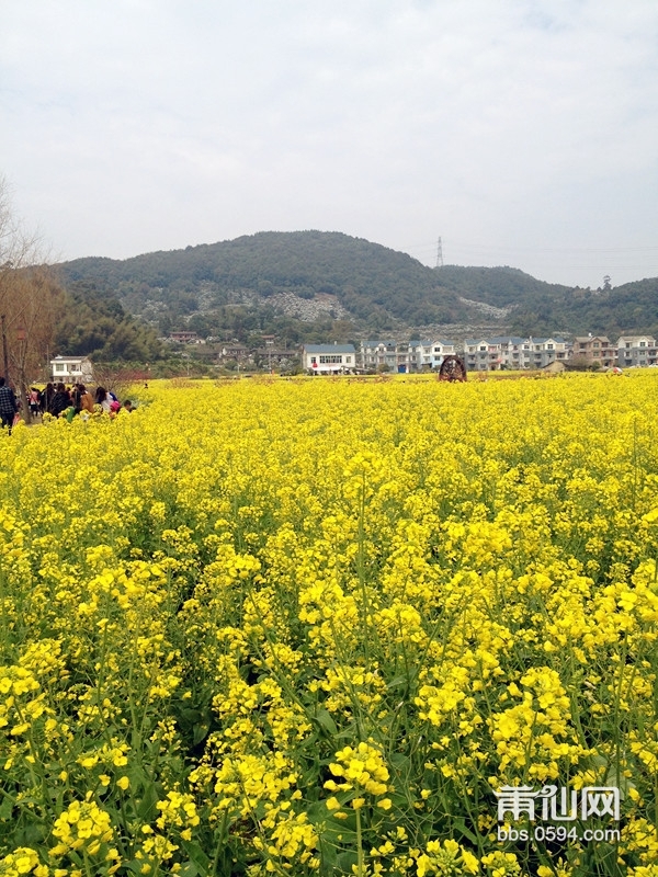 油菜花田